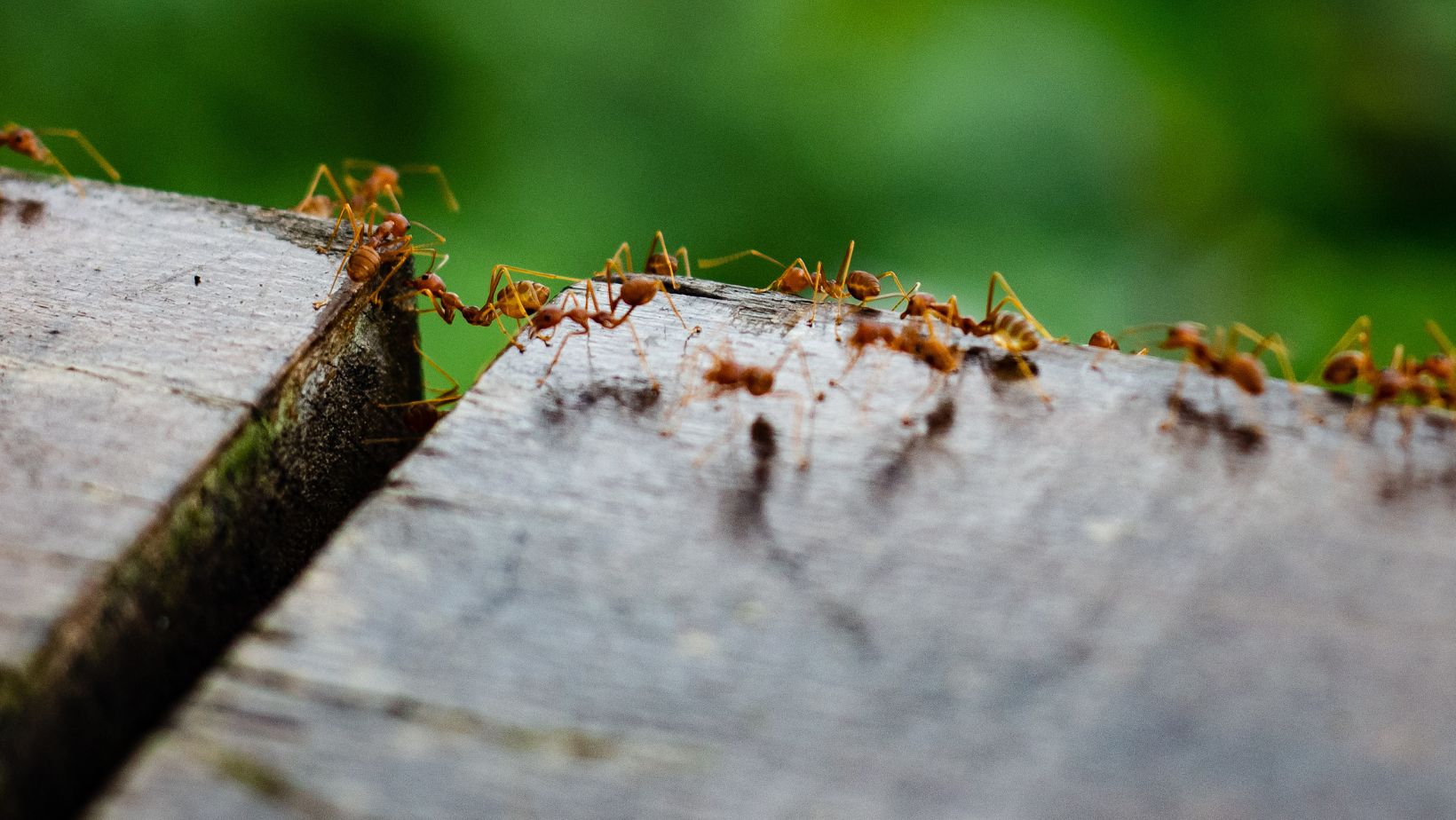 Commercial Fire Ants pathway, Excalibur Pest Control, Spring, TX