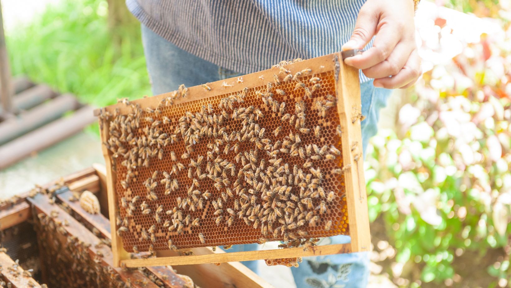 Honey Bee Relocation project, Excalibur Pest Control, Spring, TX